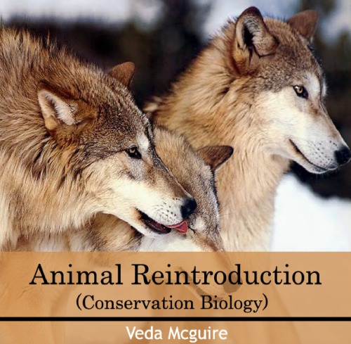 Animal Reintroduction