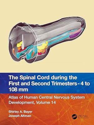 The Spinal Cord During the First and Early Second Trimesters